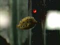CUTE YELLOW BOX FISH AT MERIMBULA AQUARIUM, AUSTRALIA