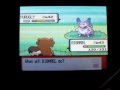 [First on Youtube] Shiny Purugly After Only 345 Encounters!!-Pearl+PKRS Reaction!!