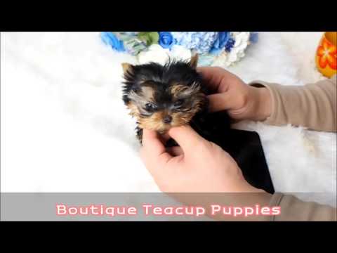 Amazing Micro Zena Yorkie