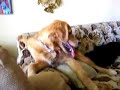 Two Dogs Get The Zoomies Out