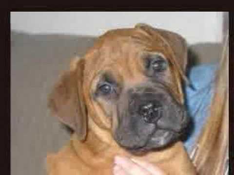 bullmastiff