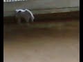degmir laché en manège degmir laché en manège