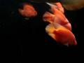 videos de Parrots