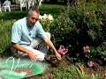 mark viette tells how to keep weeds out of your mulch.