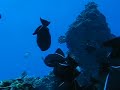 Fantasy reef diving Fantasy reef diving