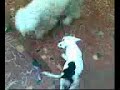 pitbull-atacando-poodles.html