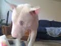 Bruno Loves Yogurt! Bruno Loves Yogurt!