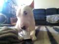 videos de Bruno Loves Yogurt!
