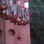More from Hummingbirds Haven