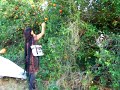 orange garden orange garden