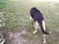 Doogie Walking October 18th, 2006