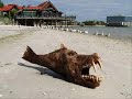 slideshow: cryptozoology