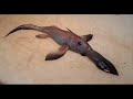 slideshow: cryptozoology