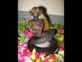Slideshow: Cryptozoology
