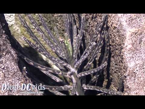 how to plant kalanchoe