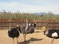 Me Riding an Ostrich- Oudtshoorn, South Africa