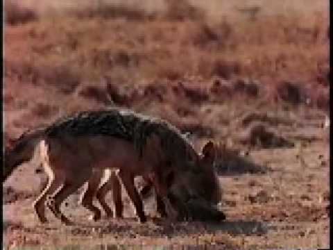 Jackals fighting and Vulture fighting off Jackal.