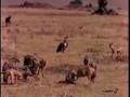 Jackals fighting and Vulture fighting off Jackal.