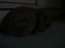 Introducing Pushee, the dwarf lop baby bunny