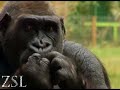  zsl london zoo animal enrichment