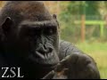 Enriched animals at ZSL London and Whipsnade Zoos