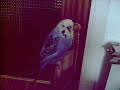 CODY periquito azul.wmv