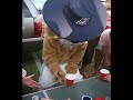 Wilbur Wildcat Flippy Cup Champ
