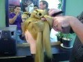 Aula de penteado Cabelos Presos ( cabeleireiro )