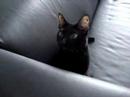 Gato