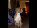 American bandoge swinford and rotti x pit