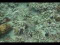 Maui Flounders Paki'i