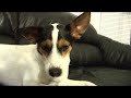 009: Dog Food Taste Like Sh*t