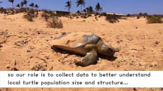 'turtle girl' in Hedland