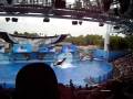 Killer Whale Shamu's show - Sea World Aquatica Orlando / Spectacle de l'Orc Shamu à Seaworld Orlando