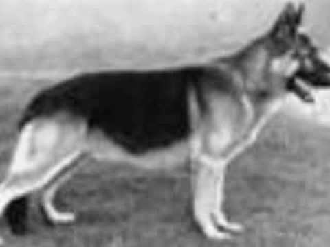 german shepherd