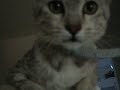 London Kitty