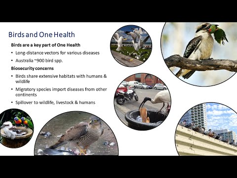<p>Unexpected Pathogen Diversity Detected in Australian Avifauna Highlights Potential Biosecurity Challenges</p>
 video thumbnail