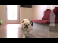 Disney World's luxury pet resort, Best Friends Pet Care