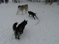 Three Dog Tug of War