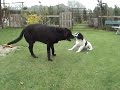 landsman & landseer spelen