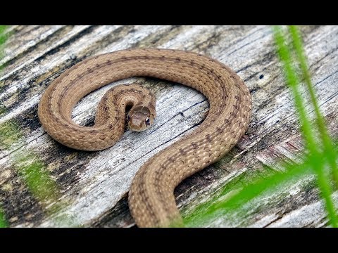 YouTube reptile video