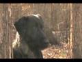 RNT-V DVD Trailer 