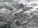 flightless-cormorant-and-marine-iguanas.html