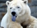 polar bears