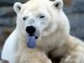 polar bears