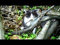 Schenectady Wild Cats Schenectady Wild Cats