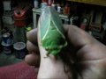 bug thing - cicada