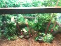 Adult Boa Beats up Baby Boa