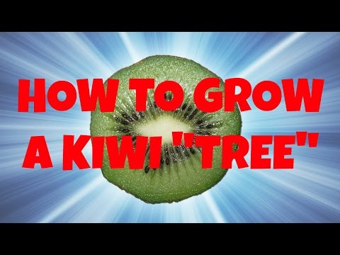 how to kiwi tree