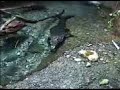 Slender snout crocodile being clicker trained at the Baltimore Zoo.
